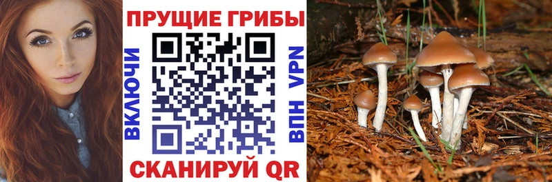 Псилоцибиновые грибы GOLDEN TEACHER  купить наркотик  darknet Telegram  Городище 